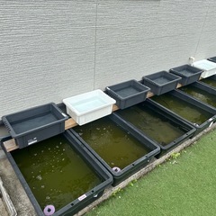 メダカ飼育舟売ります
の画像