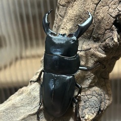 【アマミヒラタ　成虫ペア】ヒラタクワガタ　♂♀