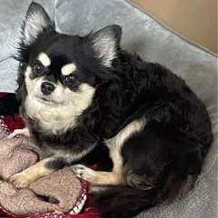 控えめで大人しいチワワのカレンちゃん