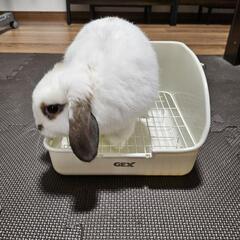 うさぎ用チモシーボール。うさぎ用トイレ子供用。の画像