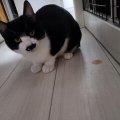 シャイなチョビ髭くん