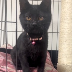 猫も人も大好きな4ヶ月の黒猫女の子🐱🎀