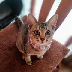 【急募】里親さん決まりました🩷キジのパステル風で優しい性格🐈‍⬛🩷🐾