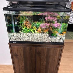 ☆60cmガラス
水槽☆GEXグランデ600&GEX水槽台セット