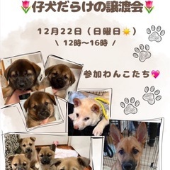 保健所よりレスキュー⭐︎仔犬だらけの譲渡会！