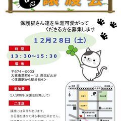 【不参加です】★譲渡会あります★　黒白ハチワレちゃん♪ - 大東市