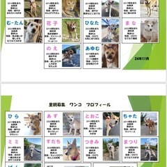 保健所よりレスキュー⭐︎仔犬だらけの譲渡会！ - 岡山市
