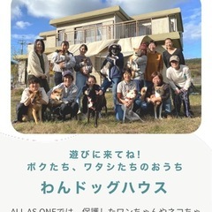 保健所よりレスキュー⭐︎仔犬だらけの譲渡会！ - その他