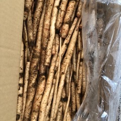 菊池産ごぼうプレゼント🎁