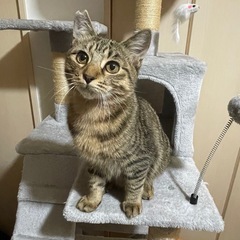 正式譲渡　ベタベタ甘えた過ぎる　ジン君