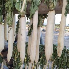 干し大根　50kg