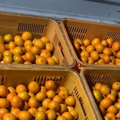 広島県のみかん 食品の中古が安い！激安で譲ります・無料で