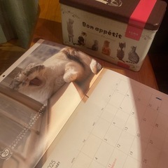 カレンダーとカンカン　猫