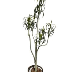 【美品‼️】人工観葉植物 造花 光触媒 高さ158cm 室内用 ...