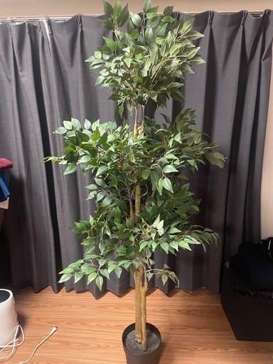 観葉植物　\nフェイカ