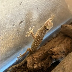 ウチワヤモリ　生体飼育セット