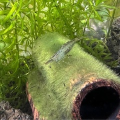 ヌマエビ🦐10匹