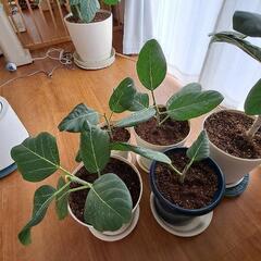 観葉植物 フィカス・ベンガレンシス
