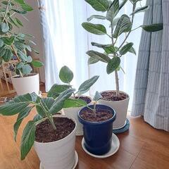 観葉植物 フィカス・ベンガレンシスの画像