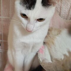 🐱去勢手術済み🐱約1才の白黒の男の子 - 猫