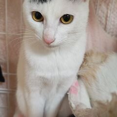🐱去勢手術済み🐱約1才の白黒の男の子 - 里親募集