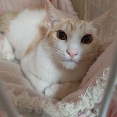 🐱去勢手術済み🐱約1才の白茶の男の子 - 猫