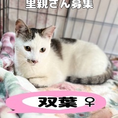双葉ちゃん - 春日井市