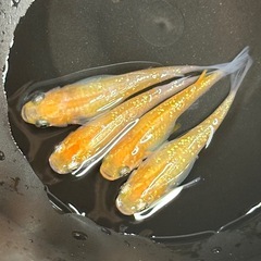 紅華2ペア+2