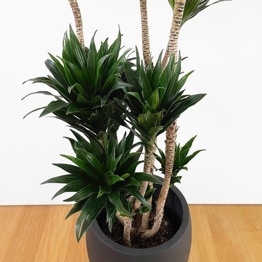 観葉植物 ドラセナコンパクタ 130cm