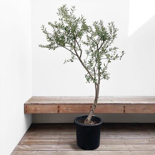 観葉植物 オリーブ レッチーノ 160cm