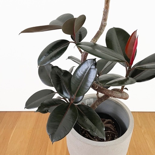 観葉植物 フィカス バーガンディ