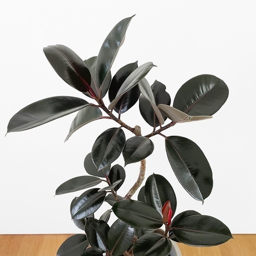 観葉植物 フィカス バーガンディ