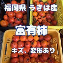 訳あり 富有柿 甘柿 福岡県 うきは産  ご家庭用 