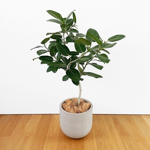 観葉植物 フィカス ベンガレンシス 115cm