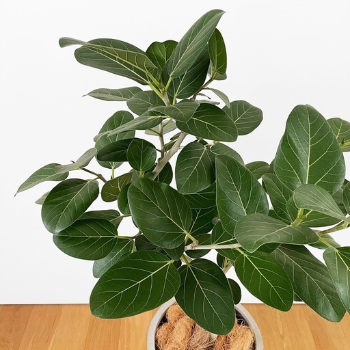 観葉植物 フィカス ベンガレンシス 115cm