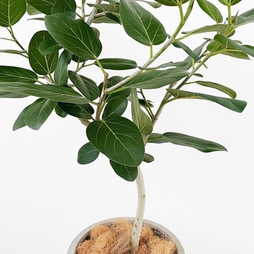 観葉植物 フィカス ベンガレンシス 115cm