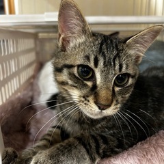 ずっとの家族ができました🍀キジ猫 仮名： 月斗