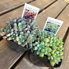 多肉植物・セダム