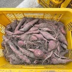 鳴門金時里むすめ残2コンテナ
