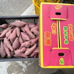 鳴門金時里むすめ1kg
