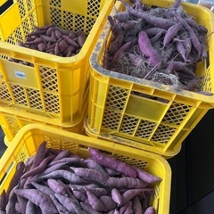 鳴門金時里むすめ1kg
の画像