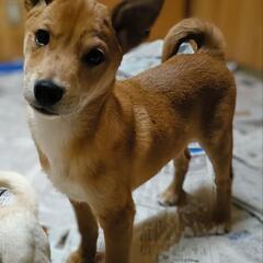 仔犬の里親募集です😌