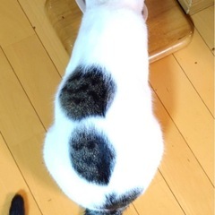 双葉ちゃん - 猫