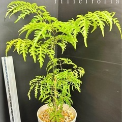 観葉植物　ポリシャスフィリシフォリア50センチほどの画像