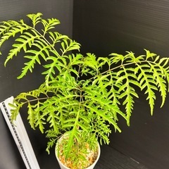 観葉植物　ポリシャスフィリシフォリア50センチほどの画像