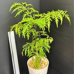 観葉植物　ポリシャスフィリシフォリア50センチほどの画像