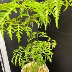 観葉植物　ポリシャスフィリシフォリア50センチほどの画像