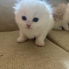 2ヶ月のミックス子猫