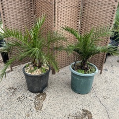 カナリーヤシ🌴2本セット🌴
