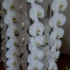 胡蝶蘭　大輪　3本の画像